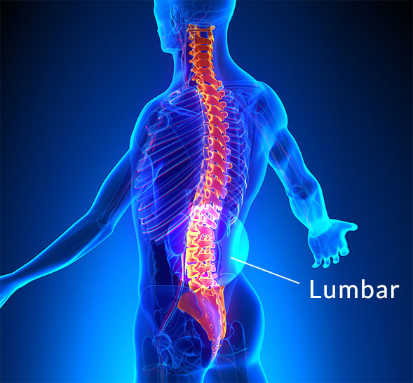 Lumbar Spine