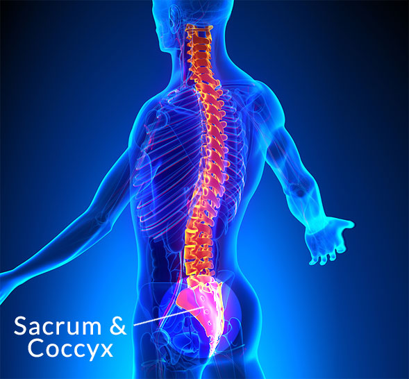 Sacrum and Coccyx