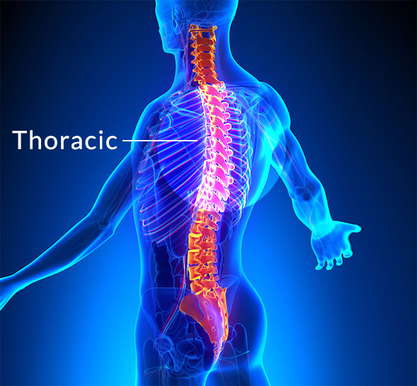 Thoracic Spine